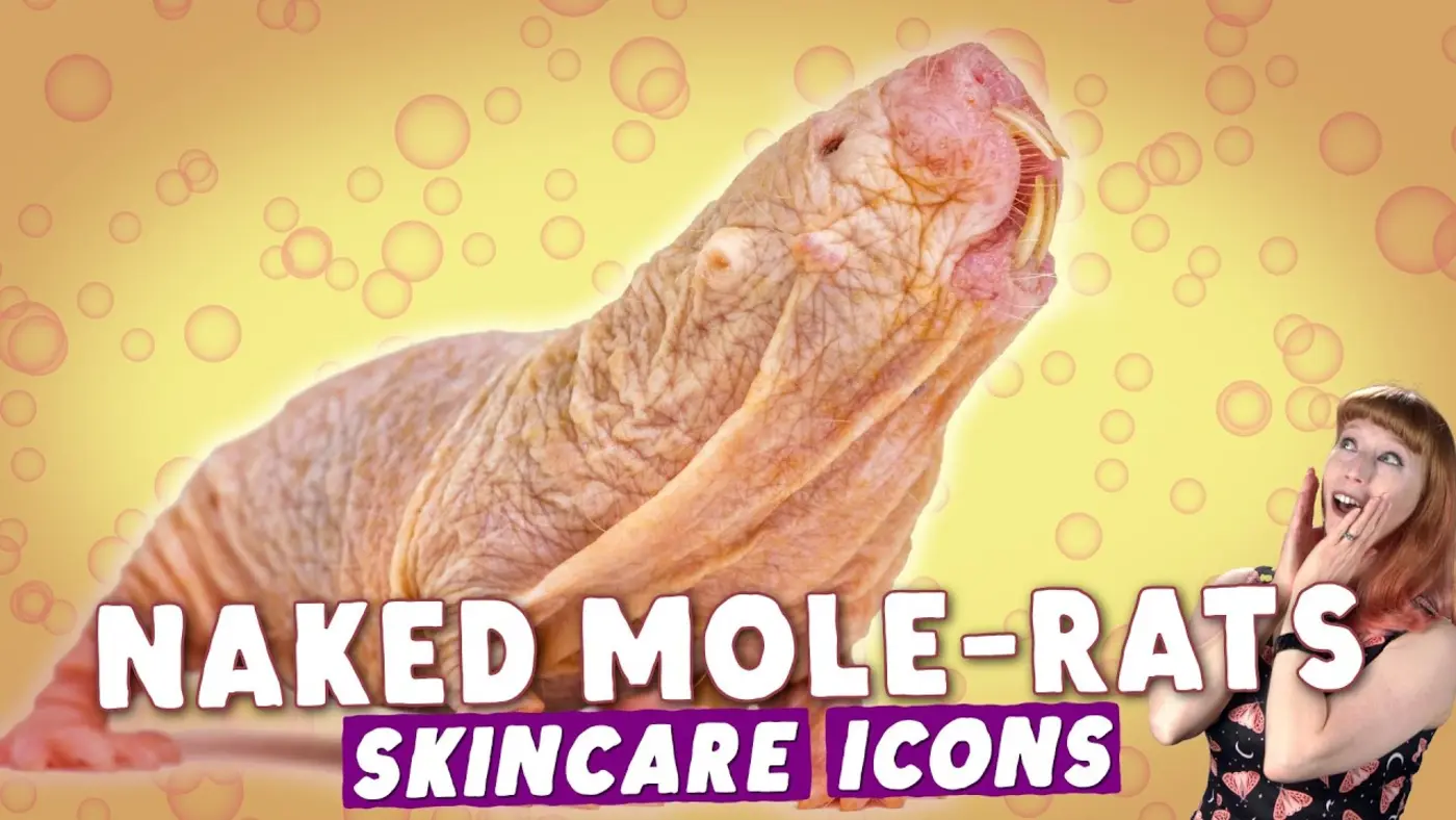 why naked molerats dont get cancer video