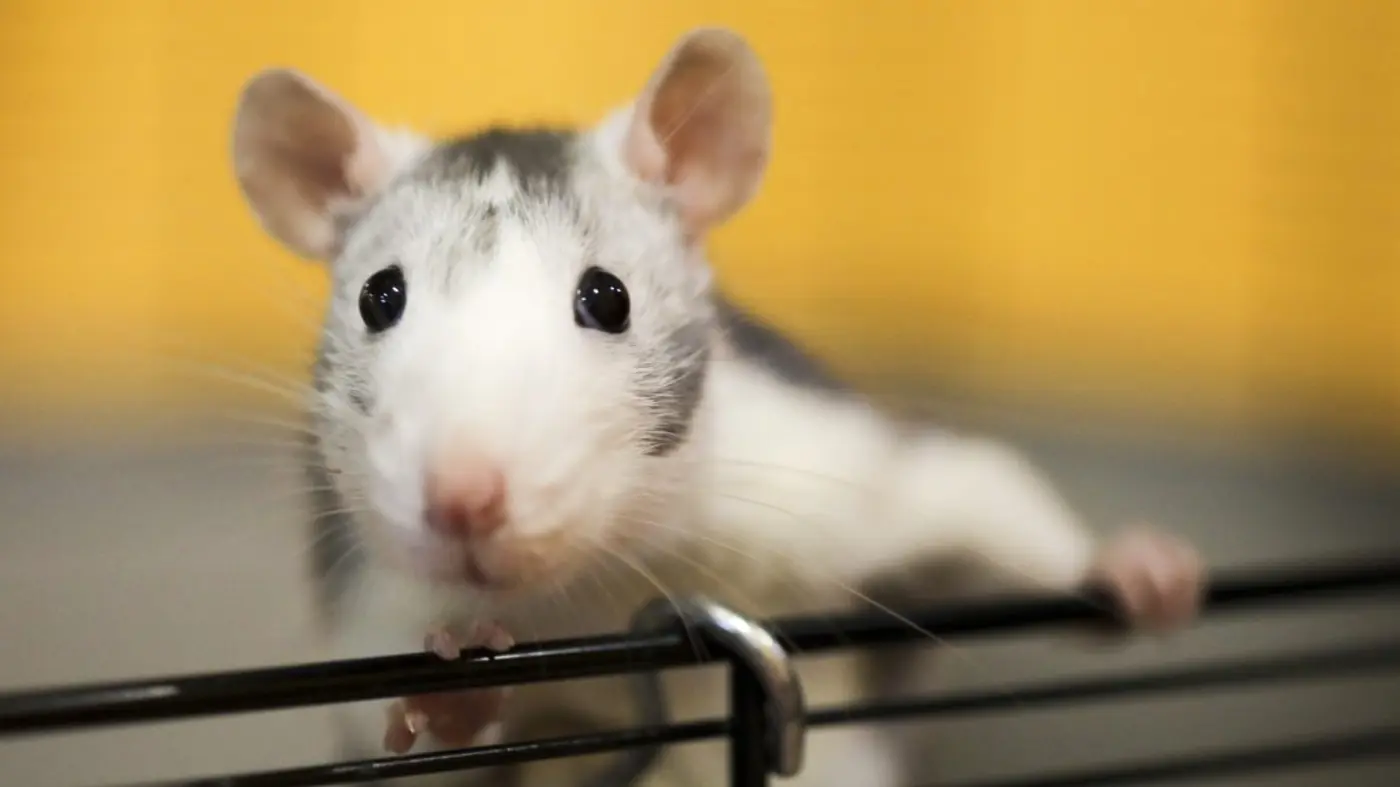 scientists aghast at bizarre ai rat with huge genitals in peerreviewed article
