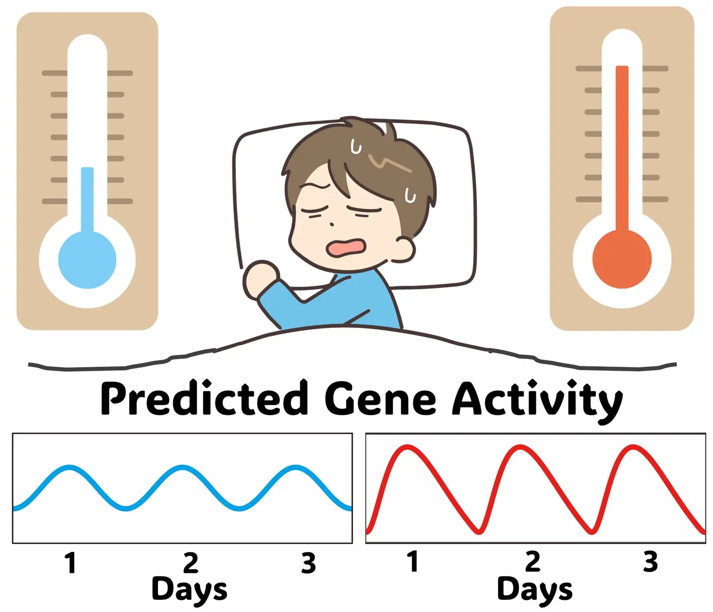body clock keeps 24hour rhythm by distorting gene activity in the heat