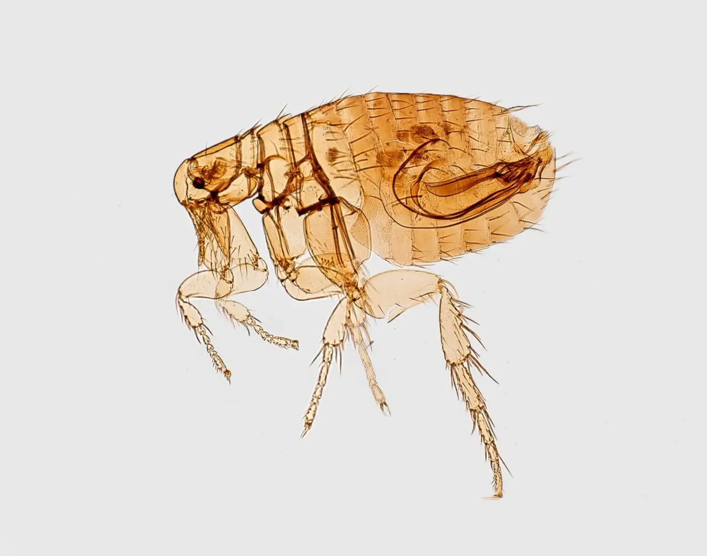 california resident tests positive for plague health official say