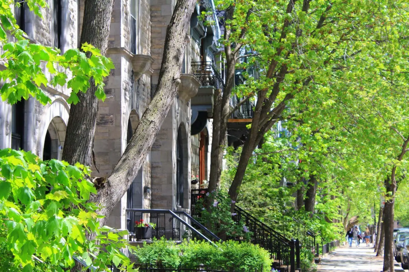 trees on city streets cope with drought by drinking from leaky pipes