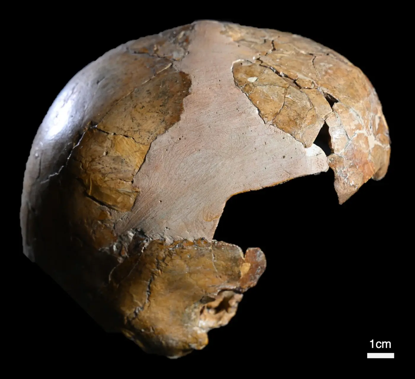 earliest evidence discovered of interbreeding between homo sapiens neanderthals