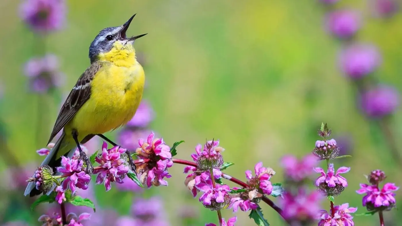 birds are singing an average of 50 minutes longer per day