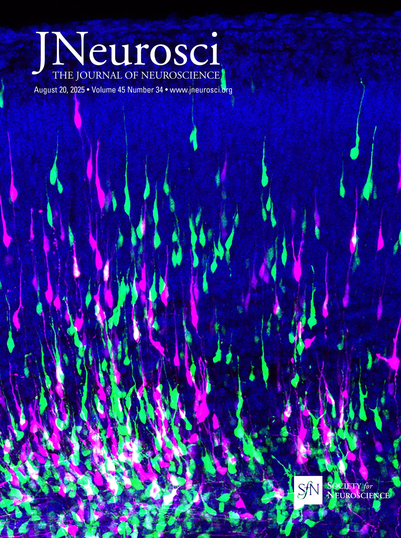 human brain regions discovered acting as gps