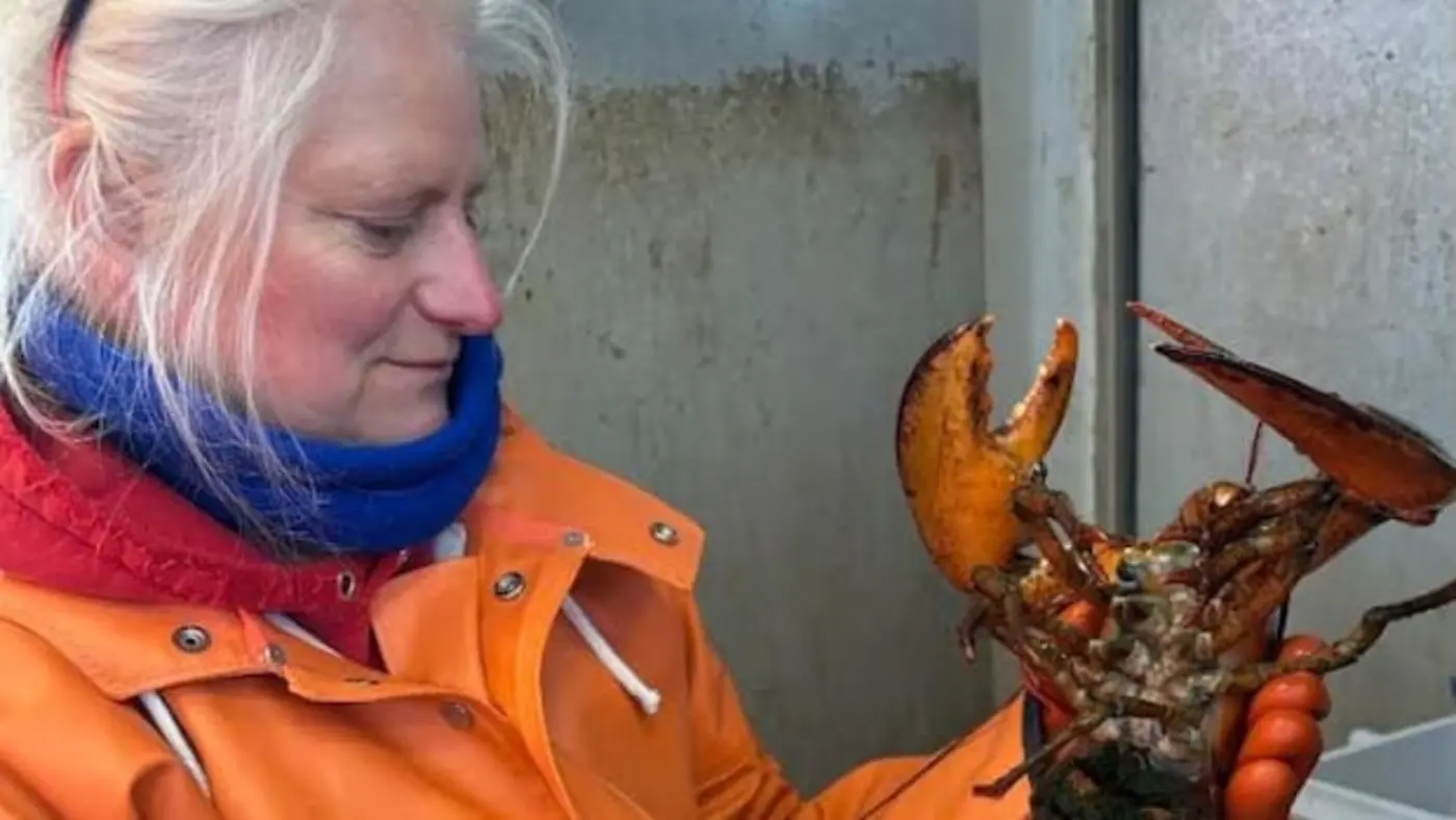 lobster found 250 miles from where it was tagged