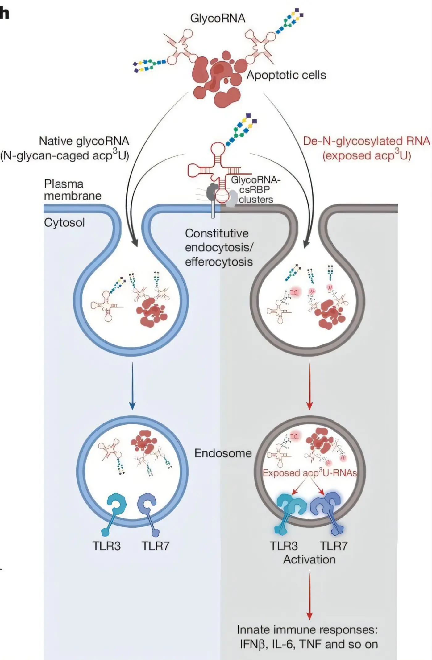 sweet disguise body hides its own rna from the immune system with sugar