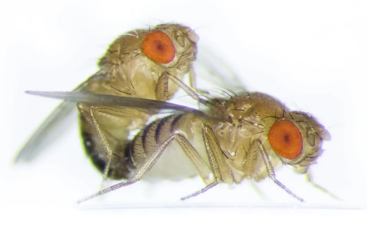 genetic modification transmits the behavior of one species of fly to another