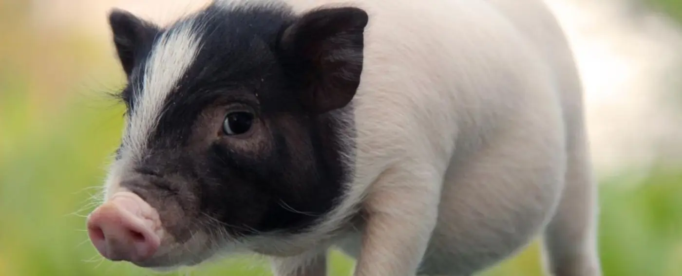 pig lung transplanted into a human in major scientific first sciencealert