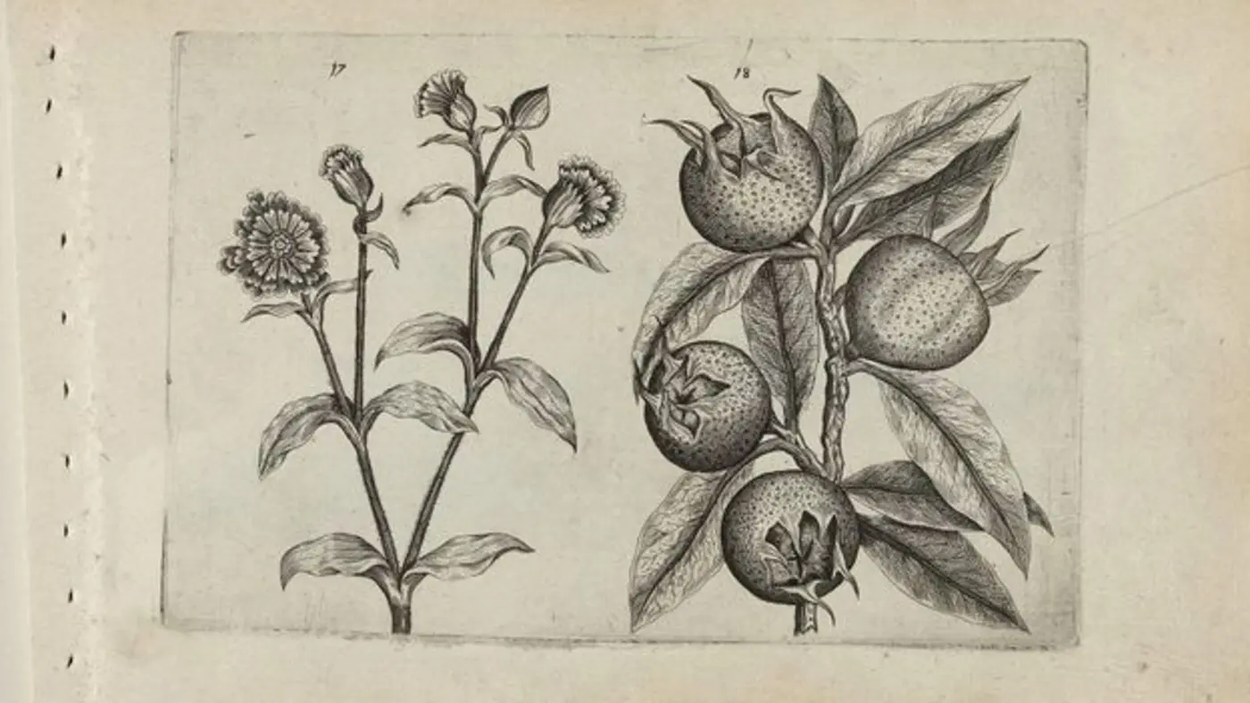 the medieval fruit with a vulgar name