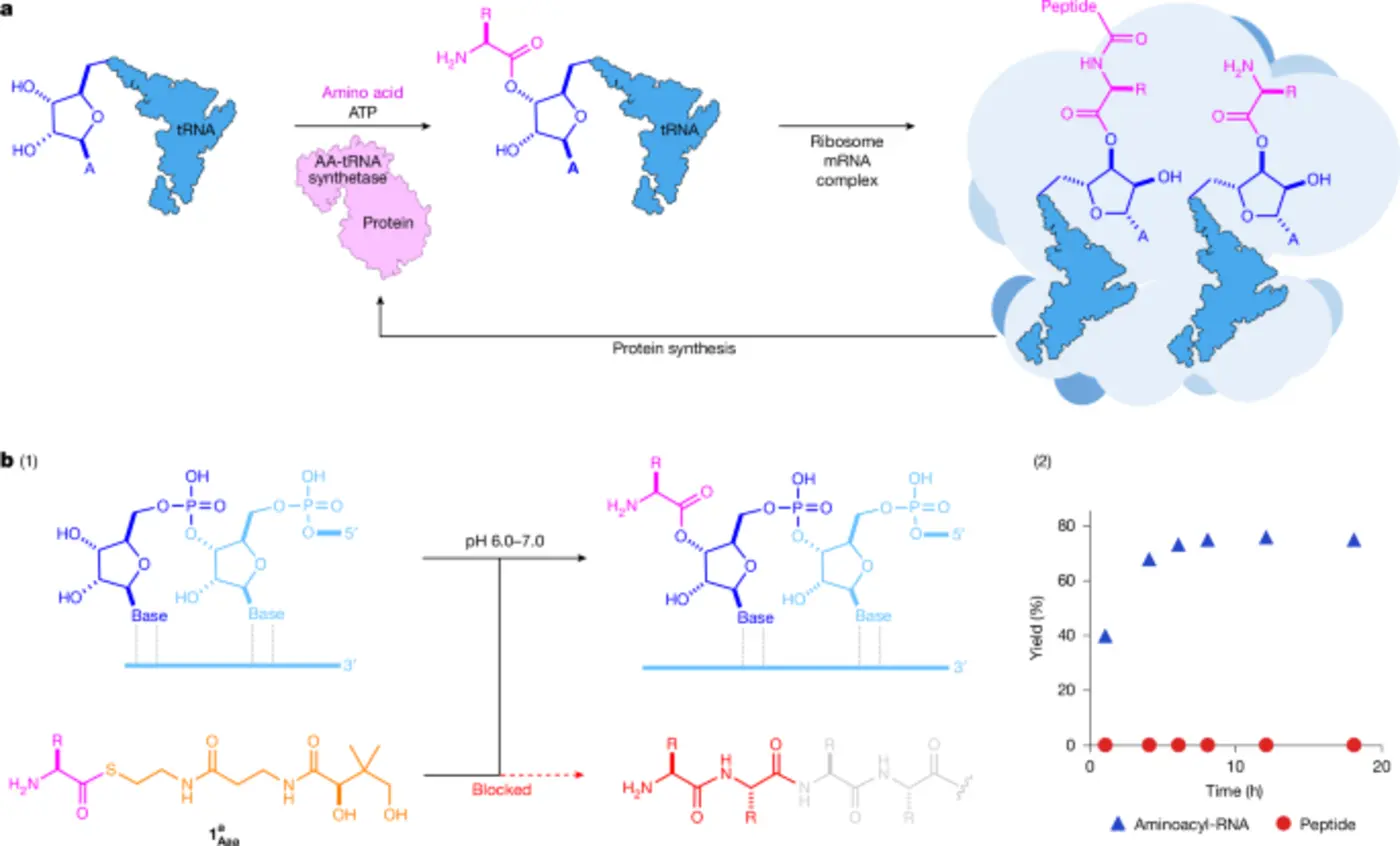 thioestermediated rna aminoacylation and peptidylrna synthesis in water