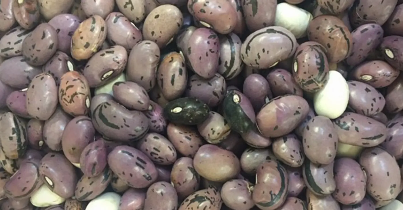 fun facts about fremont beans 2022