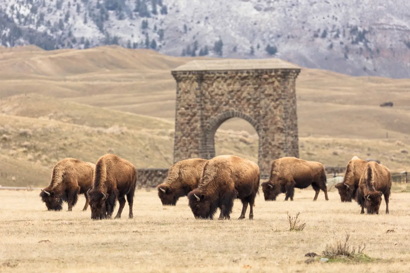 when bison have room to roam they reawaken the yellowstone ecosystem