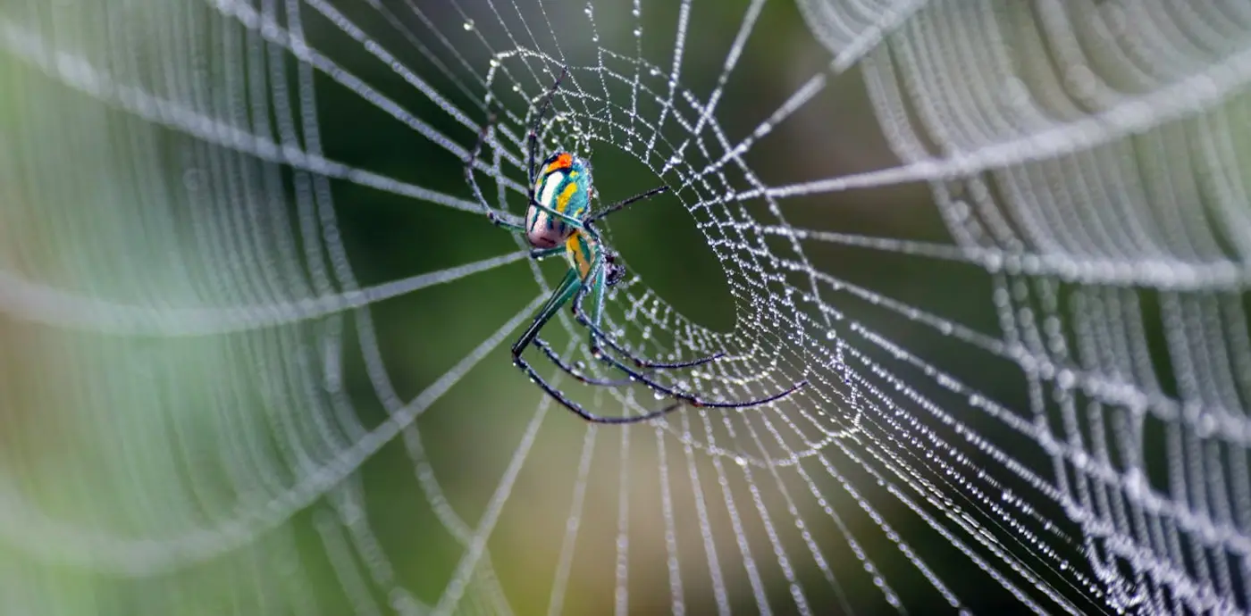 spiderweb architectures reveal millions of years of evolutionary ingenuity