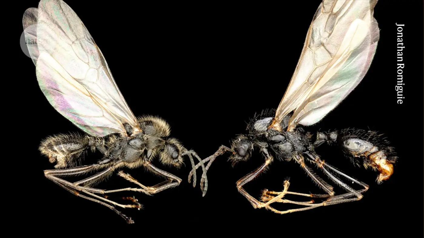 x27almost unimaginablex27 these ants are different species but share a mother