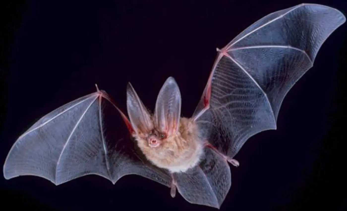 what is it like to be a bat