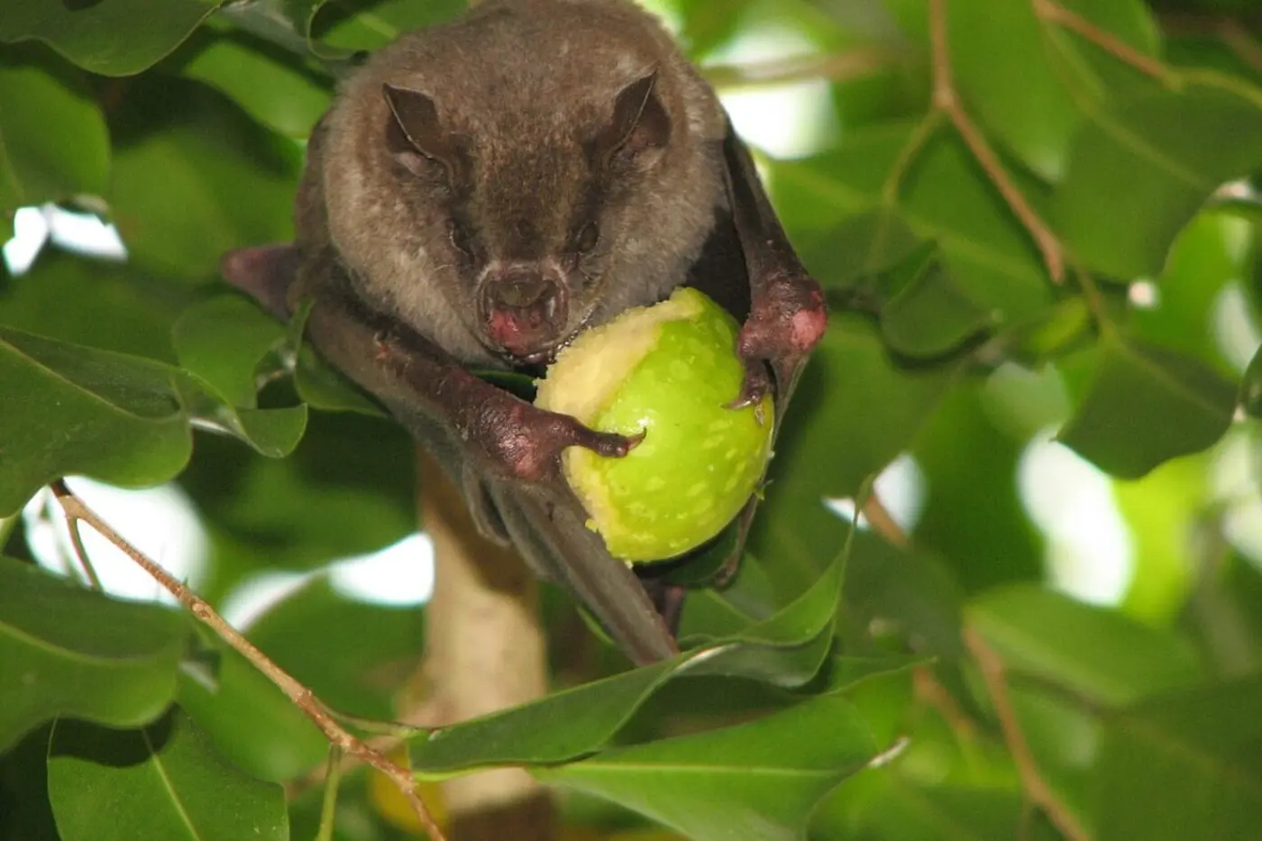 seeddispersing animals are in decline impacting forests and the climate study