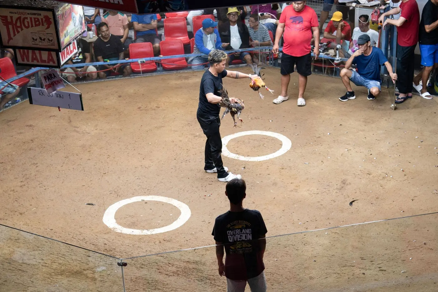 online cockfighting thrives in philippines despite ban and murders