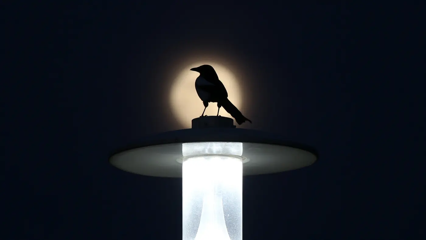 artificial light has essentially lengthened birdsx27 day