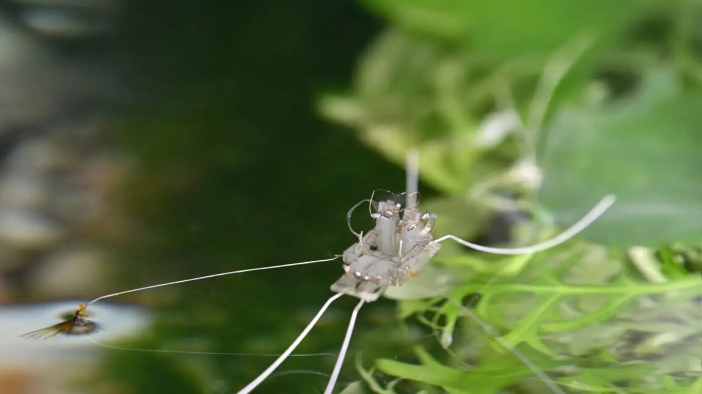 a robot walks on water thanks to evolutionx27s solution