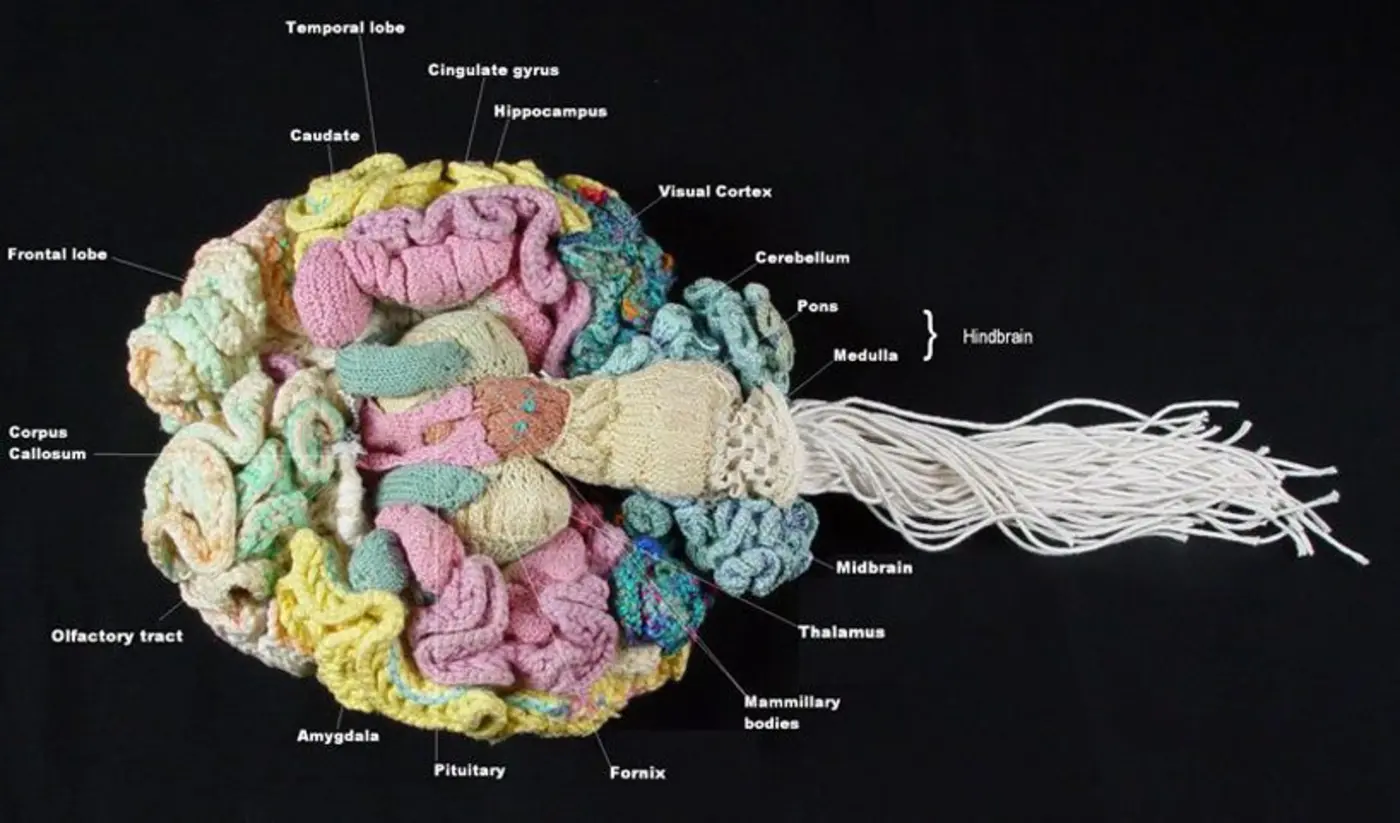 an anatomically correct replica of the human brain knitted by a psychiatrist