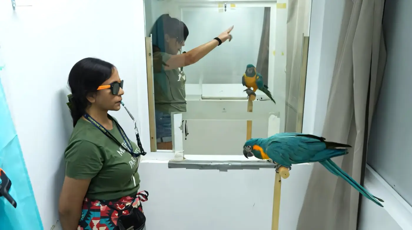 macaws learn by watching interactions a skill never seen in animals before