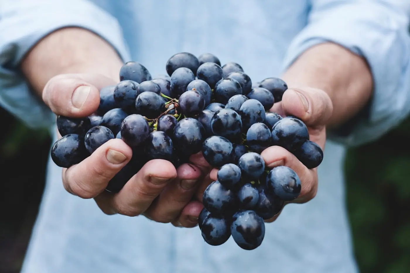resveratrol complex