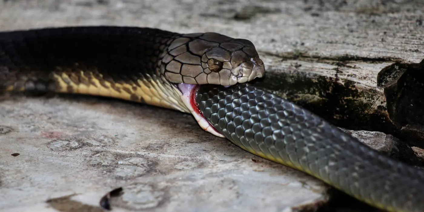 snake eating tail googlex27s ai overviews cites web pages written by ai study