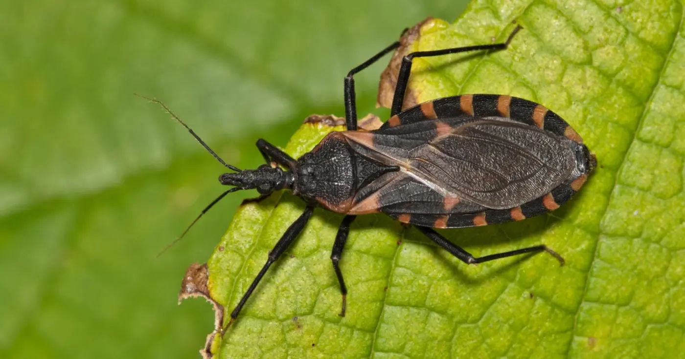 chagas disease or deadly quotkissing bugquot disease has spread in the us