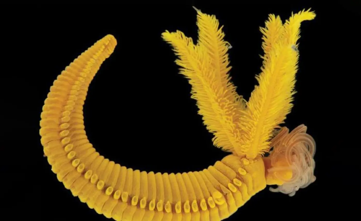 deepsea worm turns two toxins into a harmless mineral