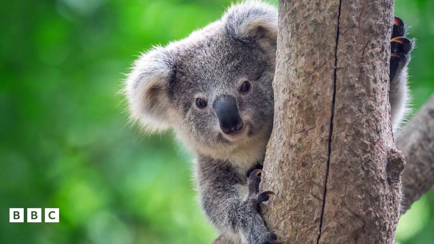 australia announces a plan for new great koala national park