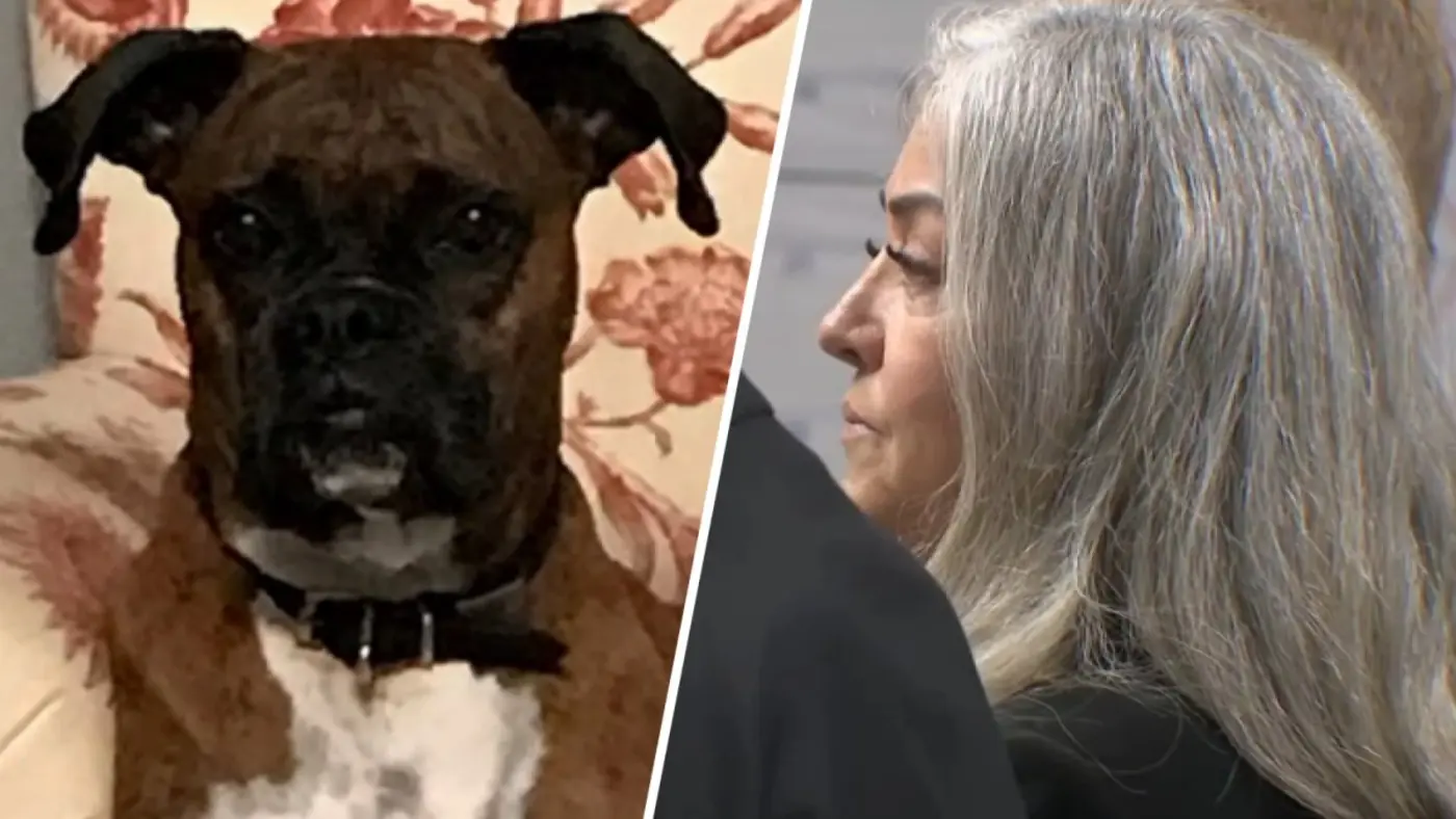 costa mesa woman registered dog to vote to make a point attorney says