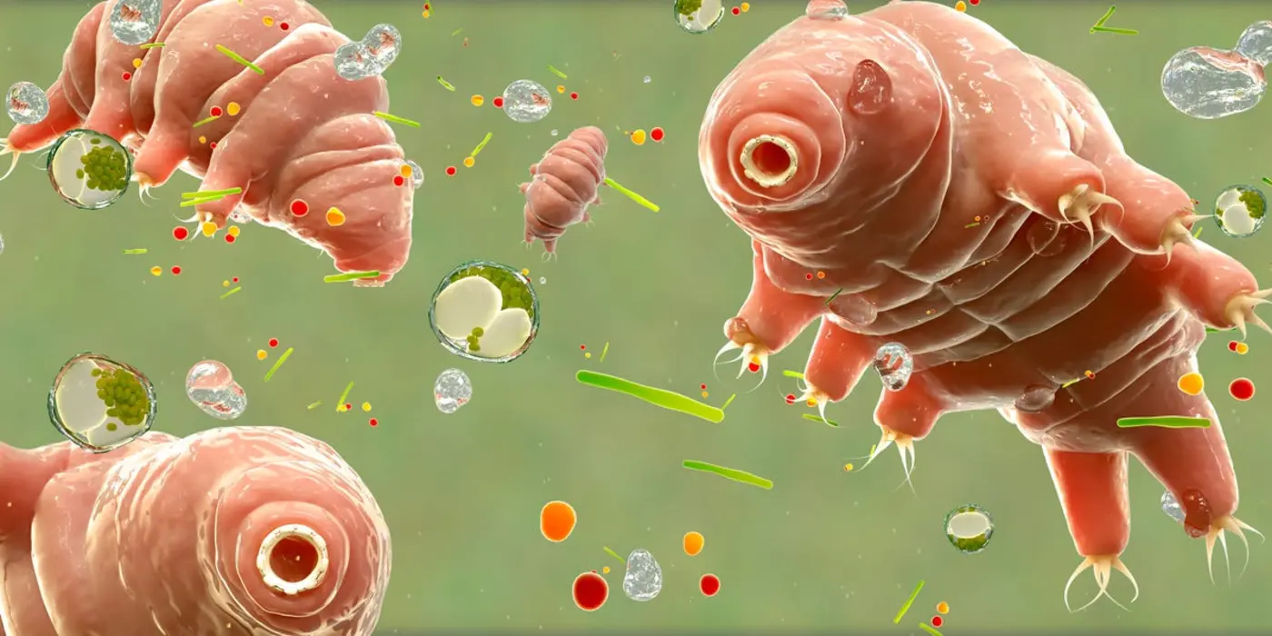 scientists put tardigrade dna into human stem cells