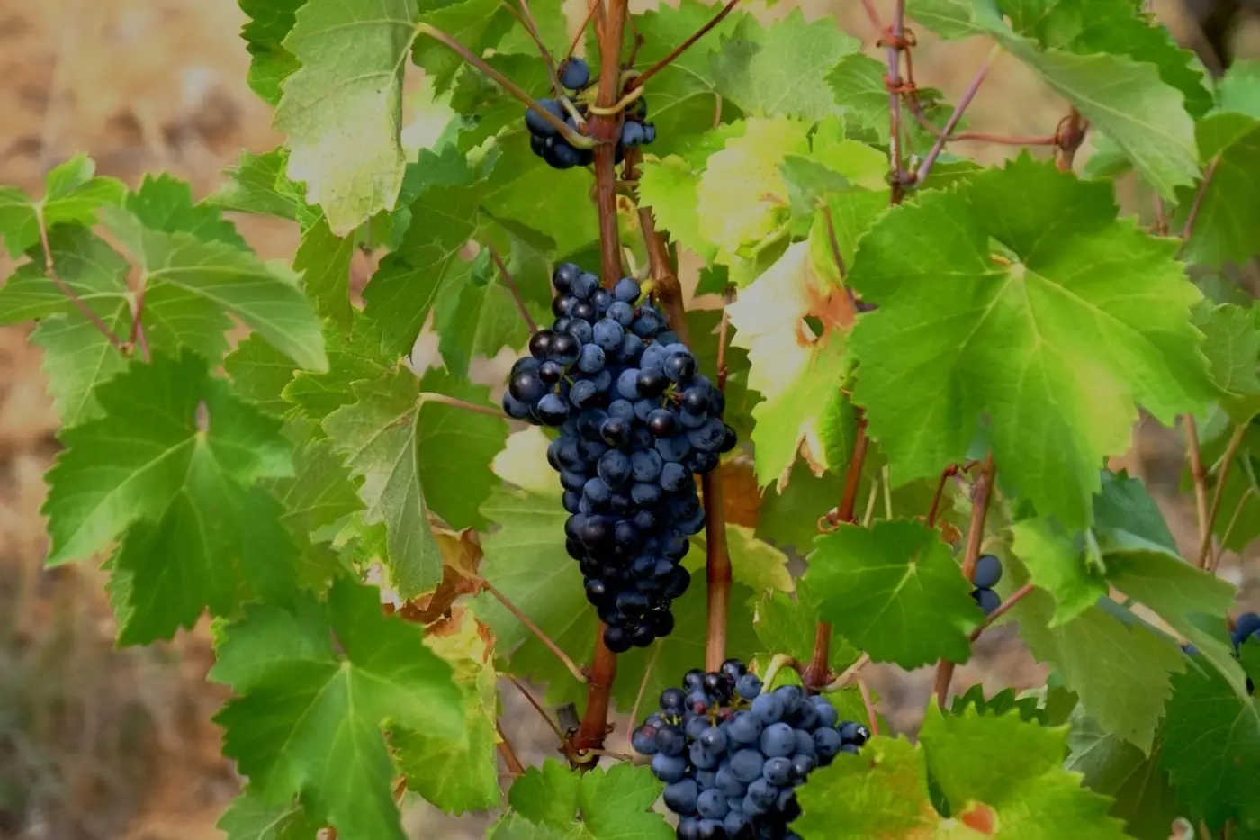 grapevine cellulose makes stronger plastic alternative biodegrades in 17 days