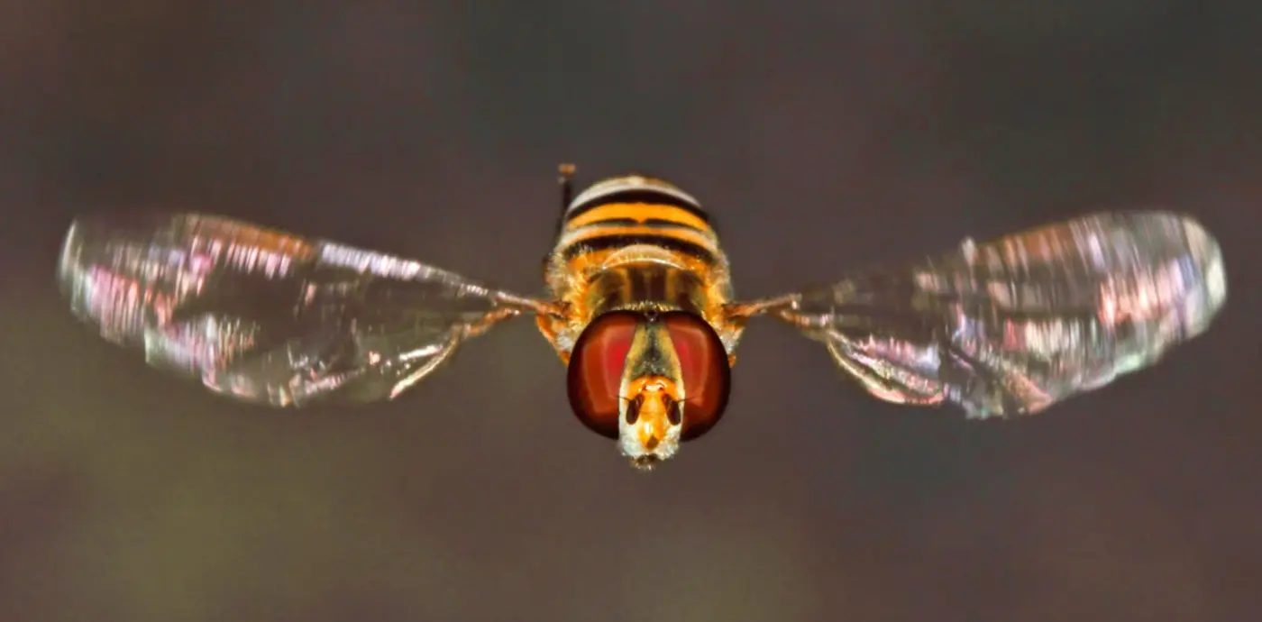 flies keep landing on north sea oil rigs