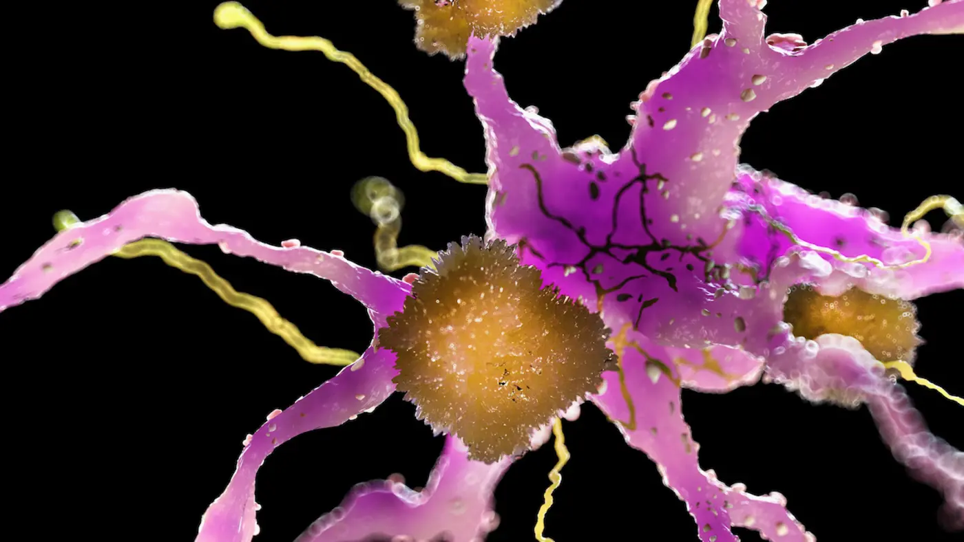 new alzheimerx27s treatment clears plaques from brains of mice within hours