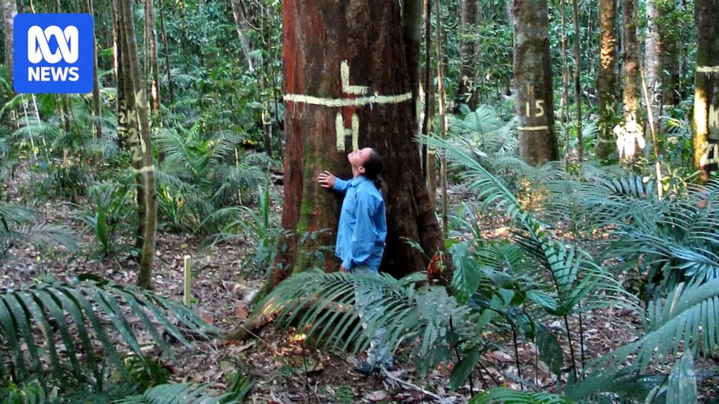 australian wet rainforests may be switching from absorbing carbon to emitting it