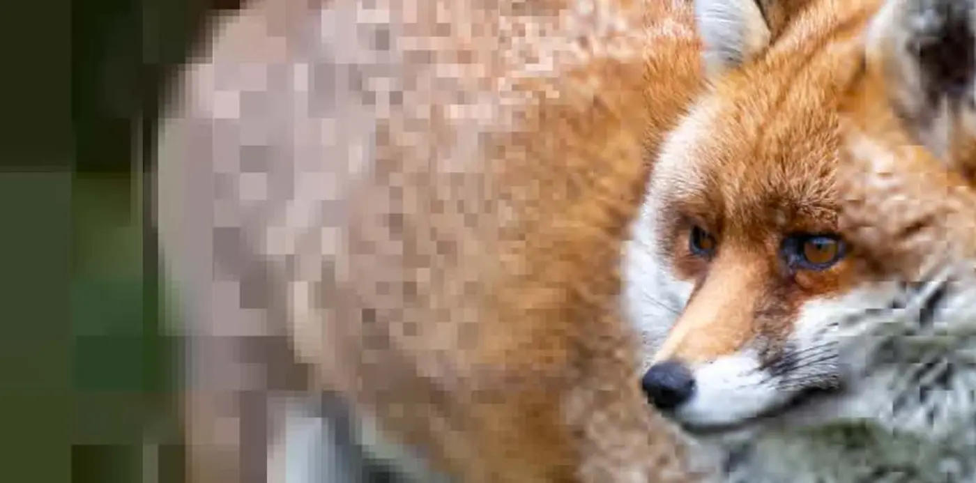 the present and potential future of progressive image rendering