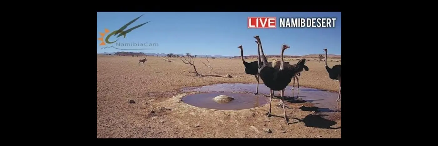 live stream from the namib desert