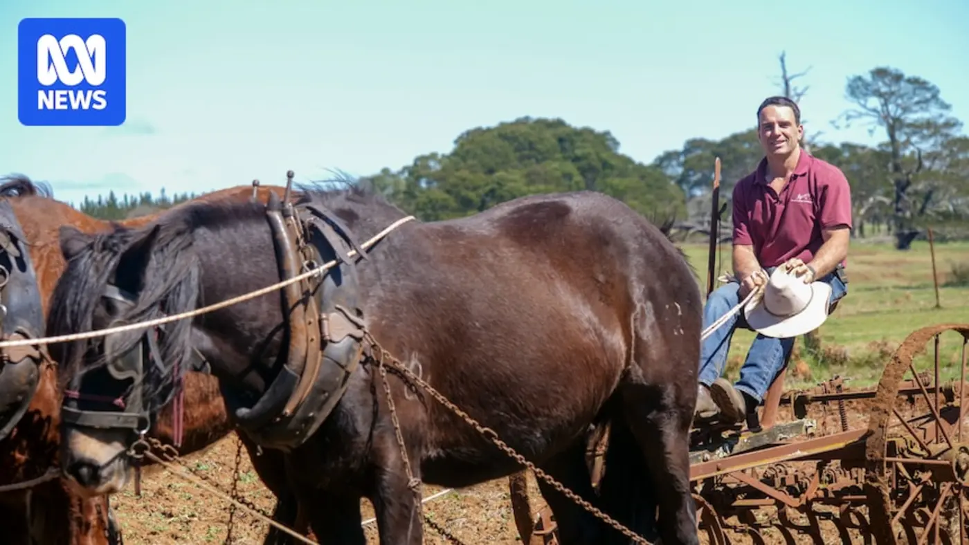 heavy horsemen keep farming traditions alive