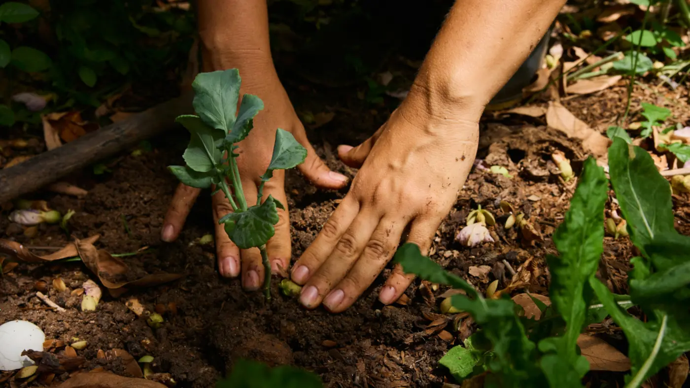 replanting articles bring legacy posts to your website