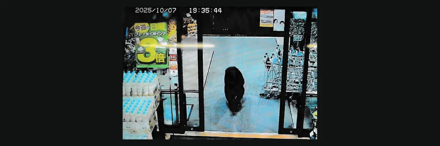 bears have attacked over 100 people in japan since march