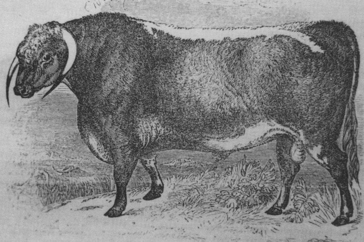 cash cows