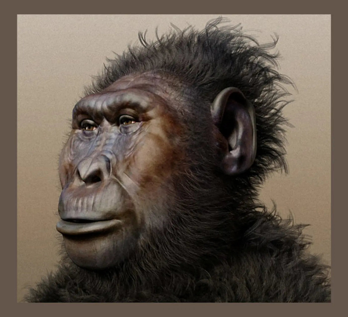 discovery of paranthropus hand changes understanding of human evolution