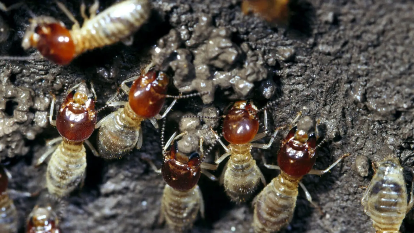 termite farmers finetune their weed control