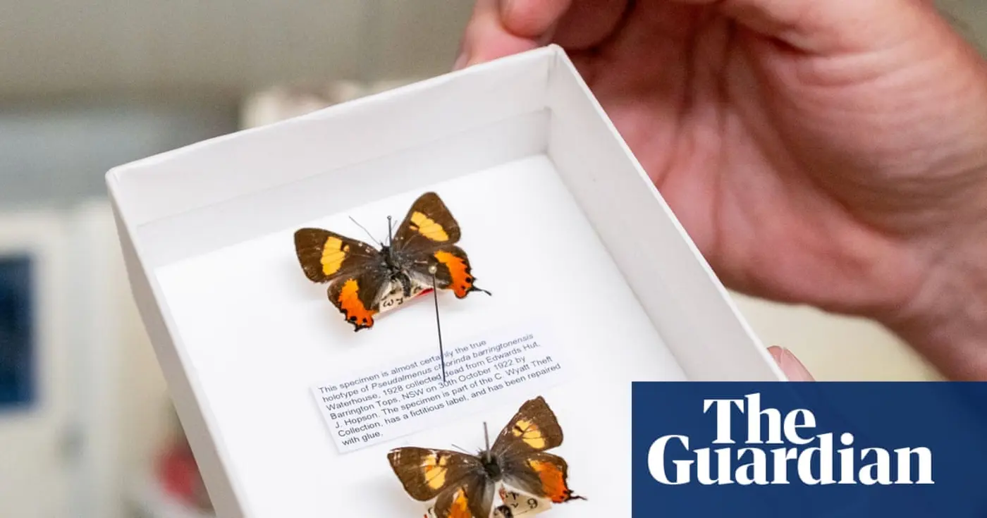 the great butterfly heist
