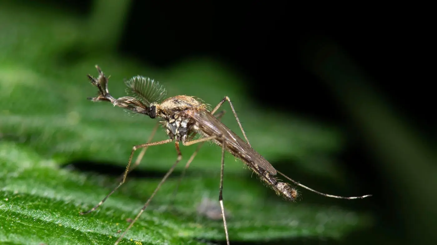 iceland reports the presence of mosquitoes as climate warms
