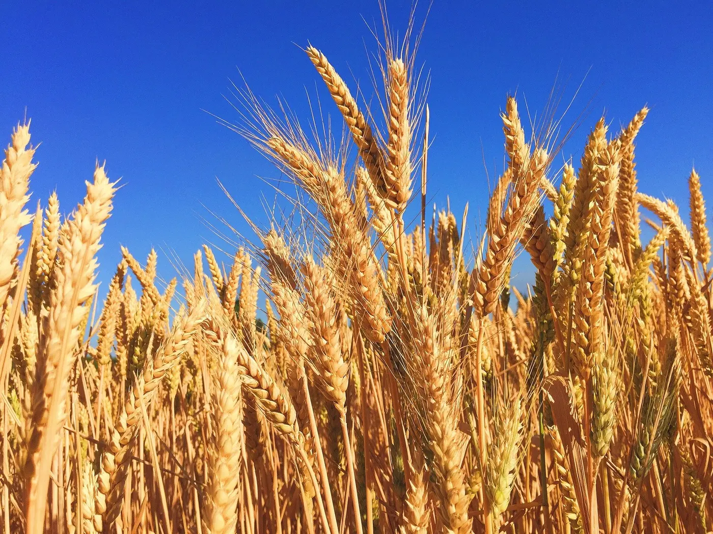 gluten sensitivity linked to gutbrain interaction not gluten itself