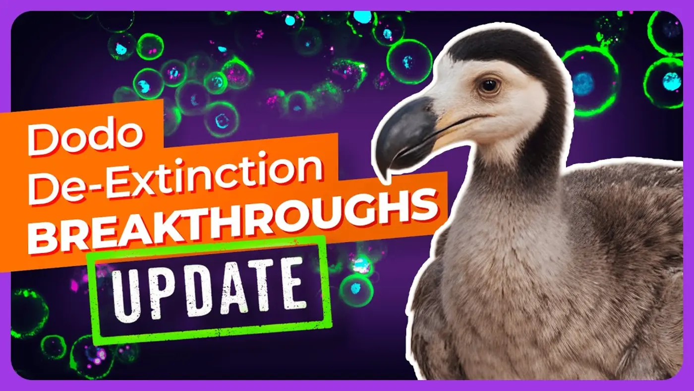 bringing the dodo back from extinction video