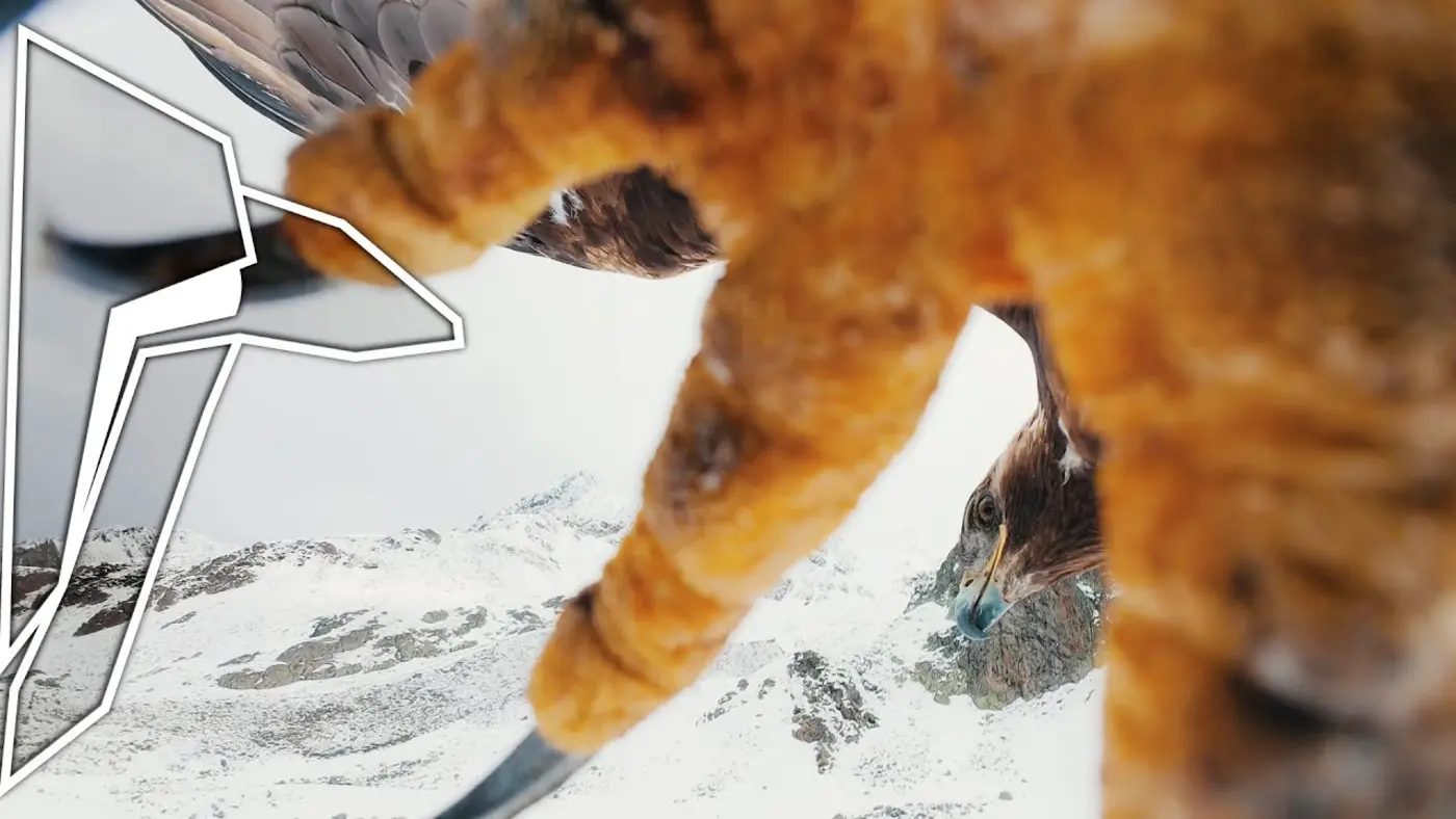 eagle stole our fpv drone video