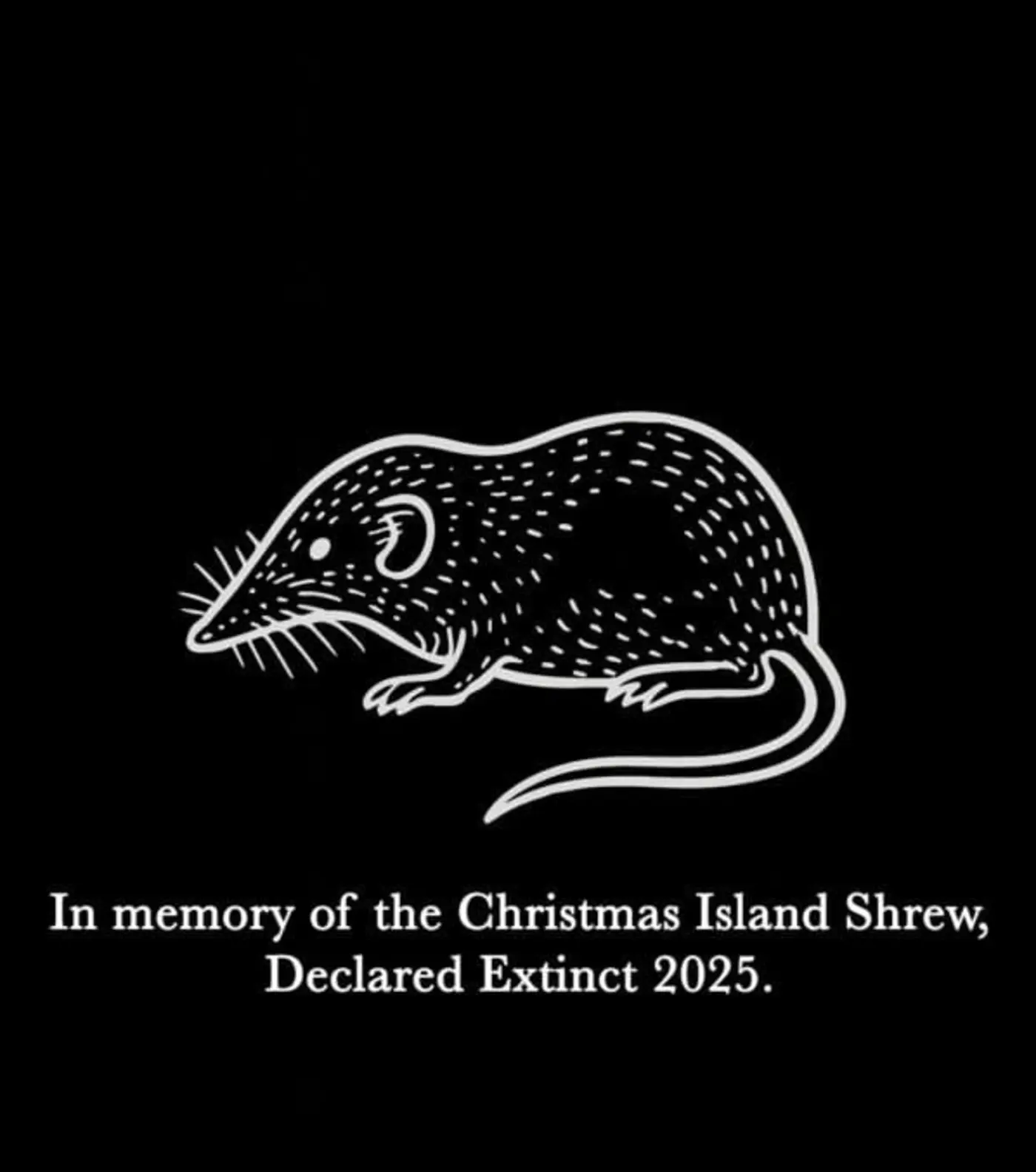 in memory of the christmas island shrew